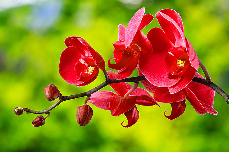 Fototapeta červená orchidea 24762