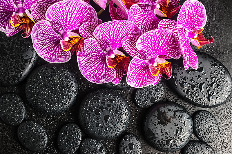 Fototapeta Orchidea a čierne kamene 24775