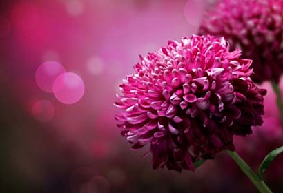 fototapeta - fialový kvet na mieru