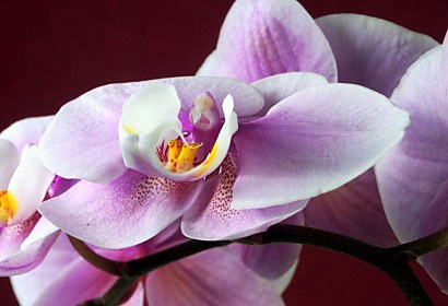 Fototapeta - Orchidea 18538