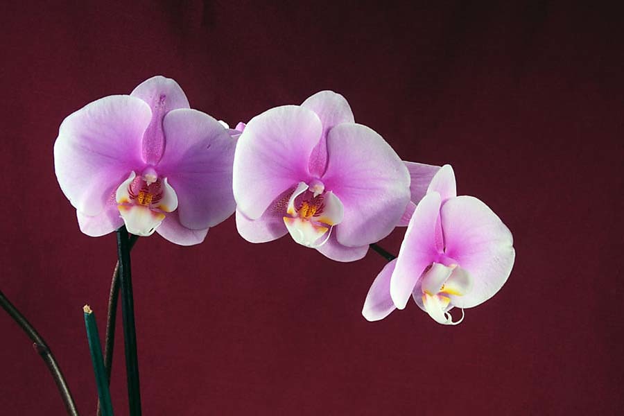 Fototapeta Orchid 18533