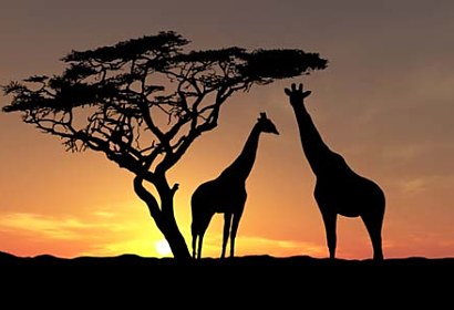 fototapety - afrika žirafy