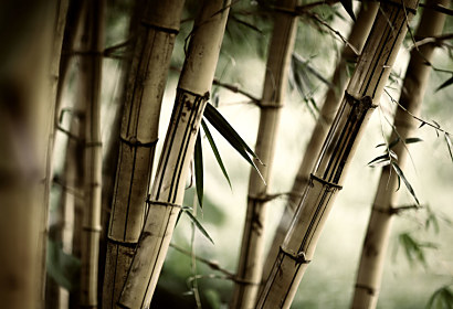 Fototapeta - Bamboo Forest 3257