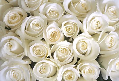 Fototapeta - Biele ruže 266