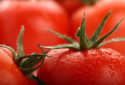 Samolepiaca tapeta na chladničku Tomatoes