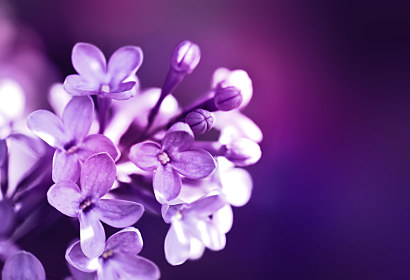 Fototapeta - Kvety Lilac 3141