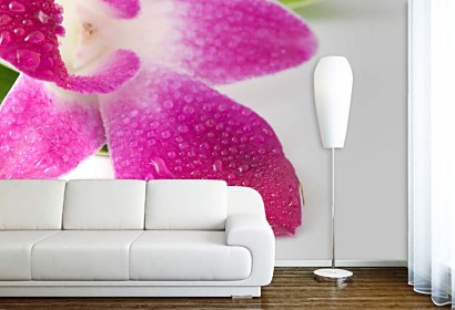Fototapeta do obývačky Cyklámenová Orchidea