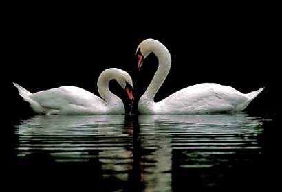 samolepiace tapety - swans