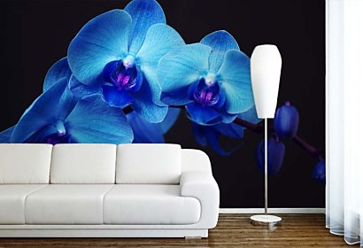 vinylová fototapeta modrá orchidea