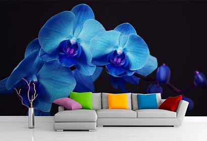 modrá orchidea - tapeta do spálne