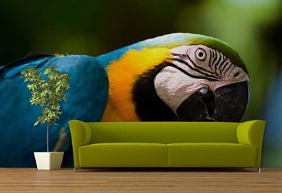 fototapeta - farebný papagáj