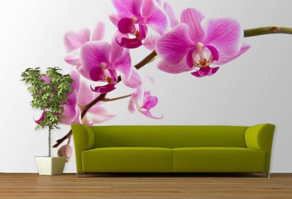 Fototapeta - Exotická orchidea 99
