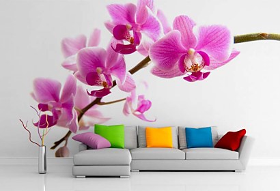Fototapeta - Exotická orchidea 99