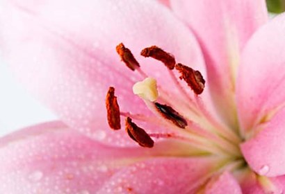 Samolepiace tapety na šatníkové dvere - Ružový kvet
