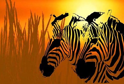 samolepiaca fototapeta s africkými zebrami