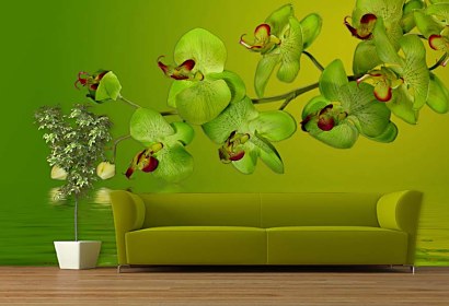 fototapeta - zelená orchidea