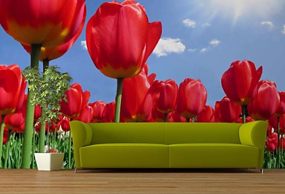 Fototapeta - Červené tulipány 89