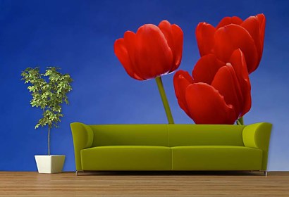 fototapeta - tulipány na modrom pozadí