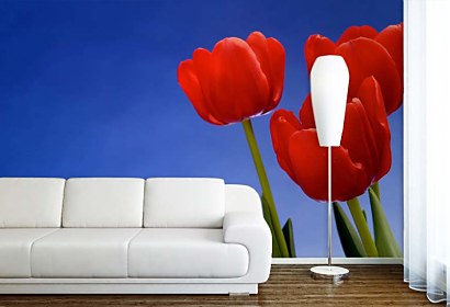 fototapety - tulipány na modrom pozadí