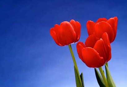 samolepiace tapety tulipány