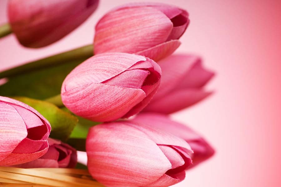 Fototapeta - Ružové tulipány Macro 3143