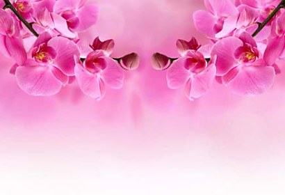 Tapety samolepiace na skrine Orchidea