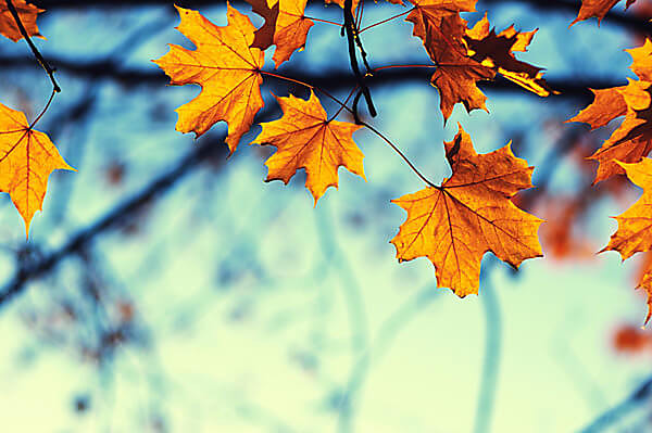 Prichádza jeseň – zútulnite si svoje domovy jesennými dekoráciami, tapetami a teplými farbami