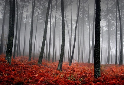 Fototapeta Hmla v lese 179