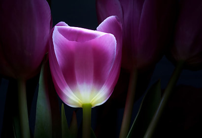 Fototapeta Tulipán vo fialovej farbe 3139