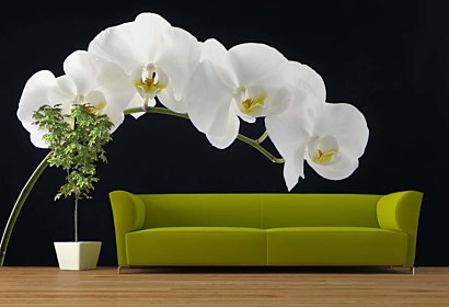 Fototapeta White Orchid 18547