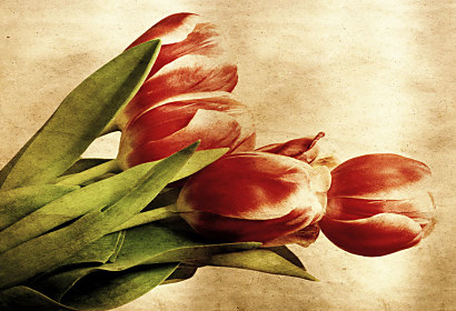 Fototapeta Kytica tulipánov 269