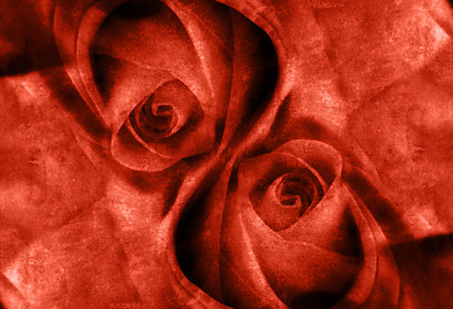 Fototapeta zástena - Ruže červené 4400