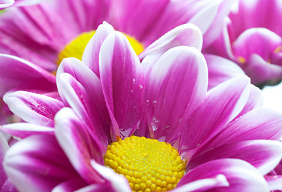 Fototapeta zástena - Cyklámenový kvet 6383