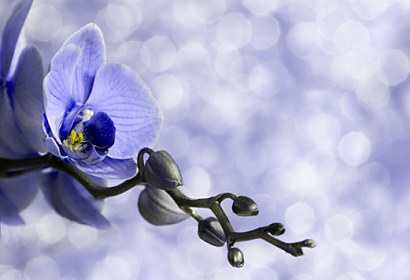 Fototapeta zástena - Krásna orchidea 6375