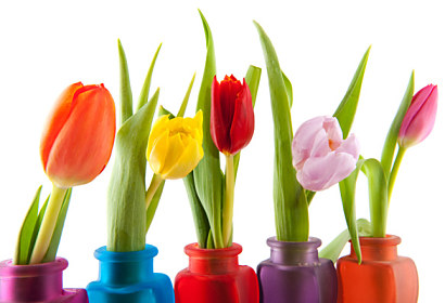 Fototapeta zástena - Farby tulipánov 6338