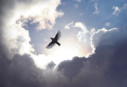 Fototapeta Angel bird in heaven ft-36993267