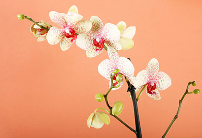 Fototapeta do kuchyne - Orchid flower 18516
