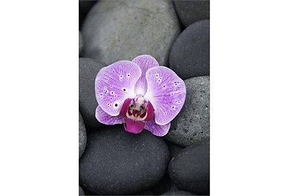 Fototapeta Orchidea na kameni 6856  