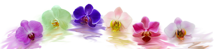 Fototapeta Panoráma Farebná orchidea 238519882