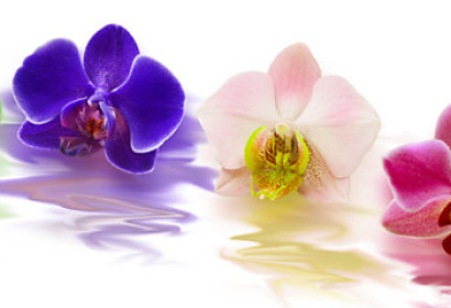 Fototapeta Panoráma Farebná orchidea 238519882