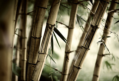 Fototapeta zástena - Bambusový les 3257