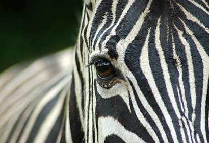 Fototapeta na zástenu - Motív Zebra 119