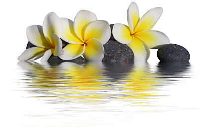 Fototapeta zástena - Kvety nad vodou 6282