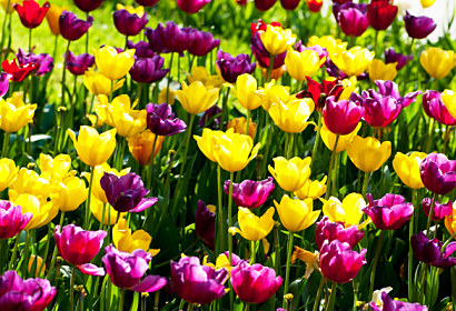 Fototapeta zástena - Vôňa tulipánov 3150
