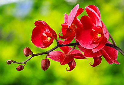 Kuchynská fototapeta - červená orchidea 24762