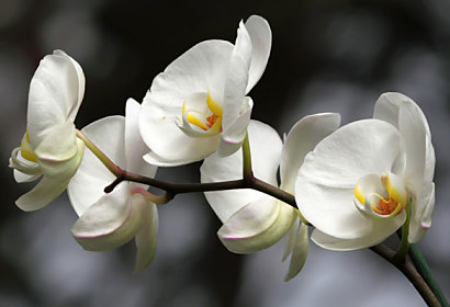 Fototapeta - Zástena biela orchidea 18623