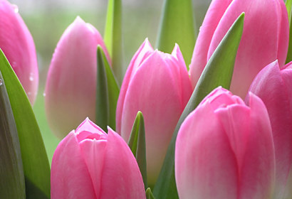 Fototapeta zástena - Ružové tulipány 86