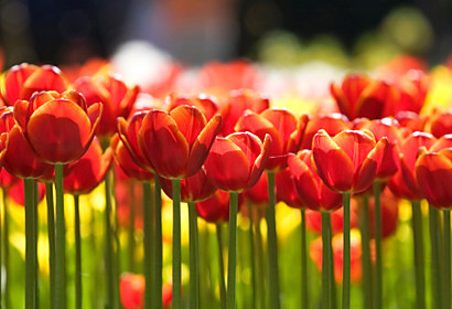 Fototapeta  - Panoramatické červené tulipány 28207
