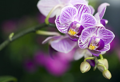 Fototapeta na zástenu - Fialová orchidea 18590