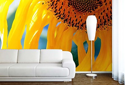 fototapeta - kvet slnečnice